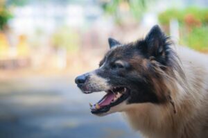 How De Castroverde Law Group Can Help After a Dog Bite Accident in Henderson, NV